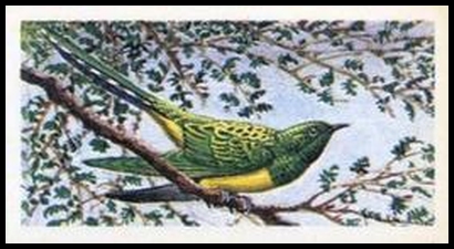 25 Emerald Cuckoo